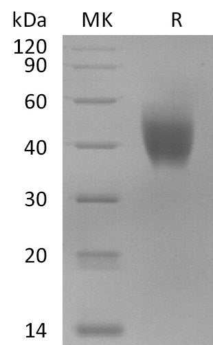 BL-2822NP: Greater than 95% as determined by reducing SDS-PAGE. (QC verified)