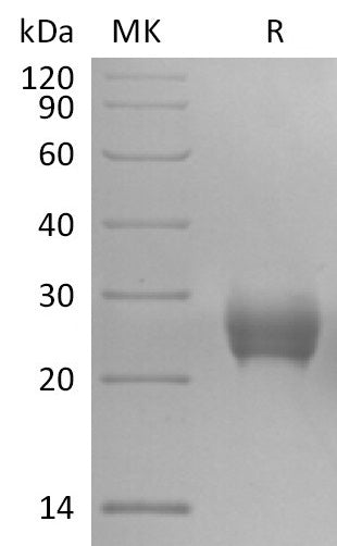 BL-2820NP: Greater than 95% as determined by reducing SDS-PAGE. (QC verified)