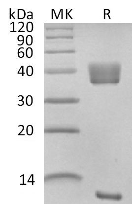 BL-2627NP: Greater than 95% as determined by reducing SDS-PAGE. (QC verified)