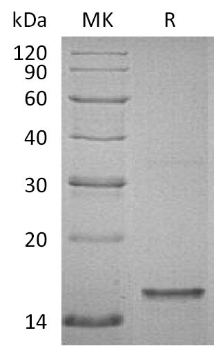 BL-0347NP: Greater than 80% as determined by reducing SDS-PAGE. (QC verified)