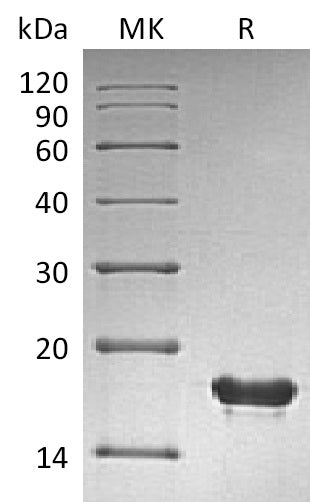 BL-0346NP: Greater than 95% as determined by reducing SDS-PAGE. (QC verified)