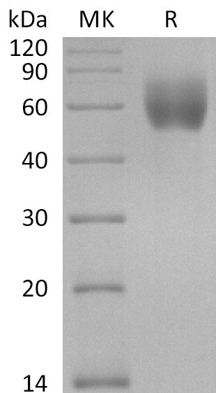 BL-2909NP: Greater than 95% as determined by reducing SDS-PAGE. (QC verified)