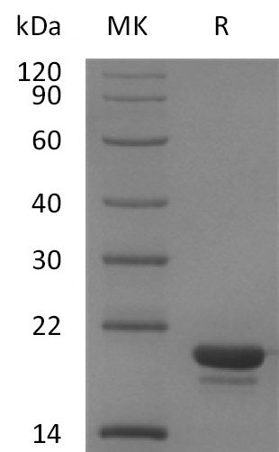 BL-0344NP: Greater than 95% as determined by reducing SDS-PAGE. (QC verified)