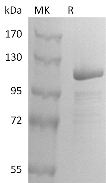 BL-2908NP: Greater than 90% as determined by reducing SDS-PAGE. (QC verified)