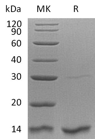 BL-0349NP: Greater than 95% as determined by reducing SDS-PAGE. (QC verified)