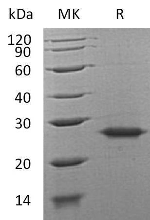 BL-1812NP: Greater than 95% as determined by reducing SDS-PAGE. (QC verified)