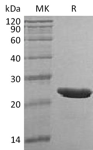 BL-0348NP: Greater than 95% as determined by reducing SDS-PAGE. (QC verified)