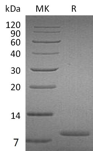 BL-1811NP: Greater than 95% as determined by reducing SDS-PAGE. (QC verified)