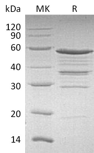 BL-0249NP: Greater than 85% as determined by reducing SDS-PAGE. (QC verified)