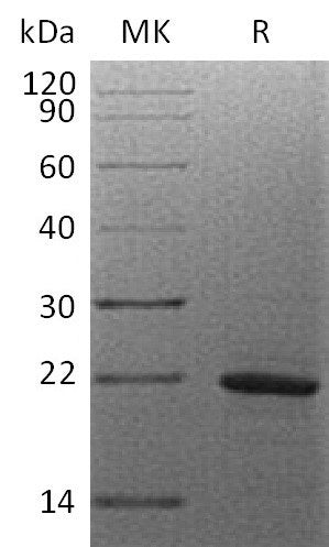 BL-0350NP: Greater than 95% as determined by reducing SDS-PAGE. (QC verified)