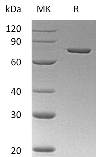 BL-0352NP: Greater than 95% as determined by reducing SDS-PAGE. (QC verified)