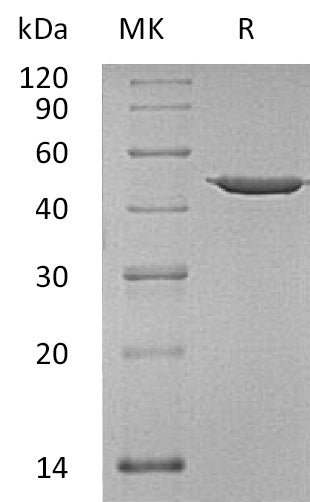 BL-1815NP: Greater than 95% as determined by reducing SDS-PAGE. (QC verified)