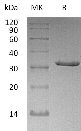 BL-0353NP: Greater than 95% as determined by reducing SDS-PAGE. (QC verified)