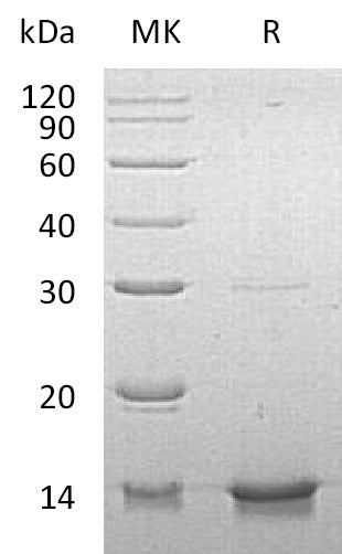 BL-0356NP: Greater than 95% as determined by reducing SDS-PAGE. (QC verified)