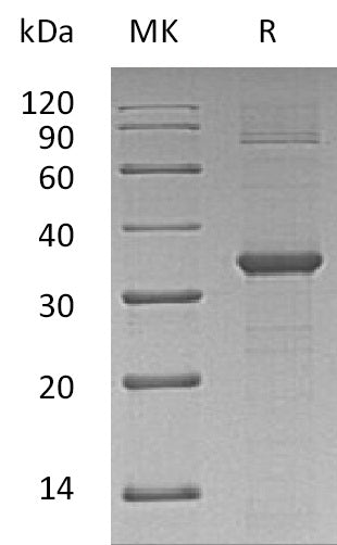 BL-1278NP: Greater than 90% as determined by reducing SDS-PAGE. (QC verified)