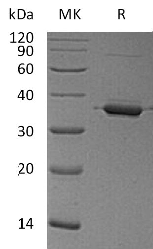 BL-1814NP: Greater than 95% as determined by reducing SDS-PAGE. (QC verified)