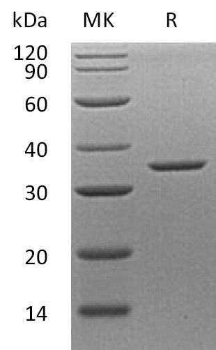 BL-1816NP: Greater than 95% as determined by reducing SDS-PAGE. (QC verified)