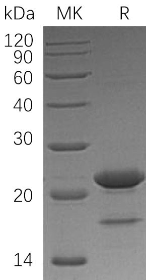 BL-0363NP: Greater than 95% as determined by reducing SDS-PAGE. (QC verified)