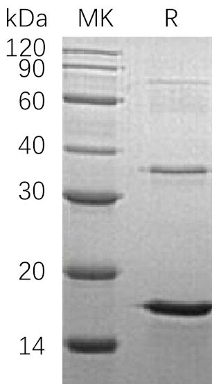 BL-0361NP: Greater than 90% as determined by reducing SDS-PAGE. (QC verified)