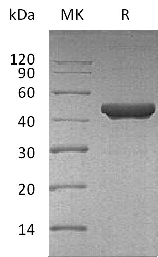 BL-2046NP: Greater than 95% as determined by reducing SDS-PAGE. (QC verified)