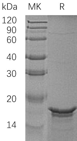 BL-0360NP: Greater than 95% as determined by reducing SDS-PAGE. (QC verified)