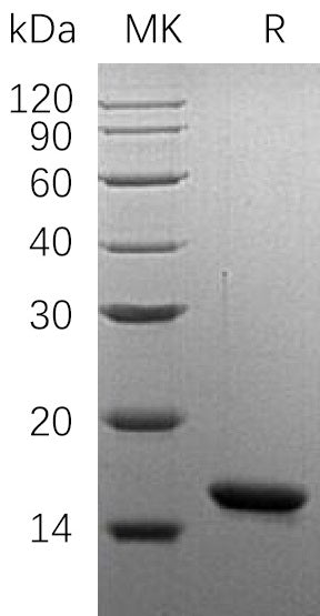 BL-0367NP: Greater than 95% as determined by reducing SDS-PAGE. (QC verified)