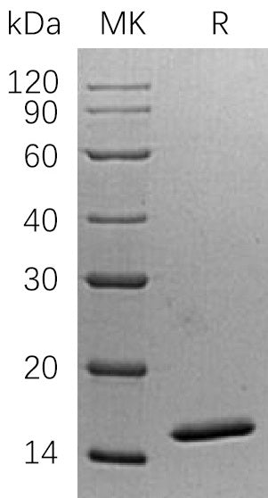 BL-0365NP: Greater than 95% as determined by reducing SDS-PAGE. (QC verified)