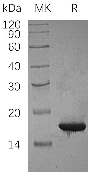 BL-0366NP: Greater than 95% as determined by reducing SDS-PAGE. (QC verified)