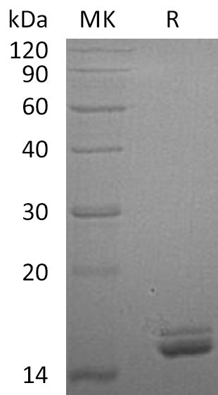 BL-0369NP: Greater than 95% as determined by reducing SDS-PAGE. (QC verified)