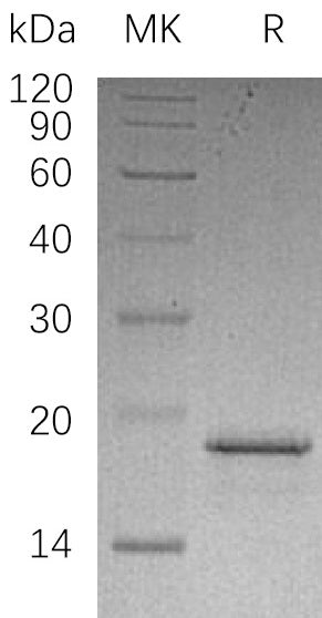 BL-0368NP: Greater than 95% as determined by reducing SDS-PAGE. (QC verified)