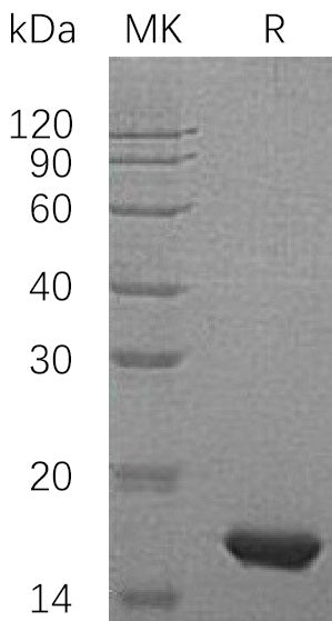 BL-0364NP: Greater than 95% as determined by reducing SDS-PAGE. (QC verified)