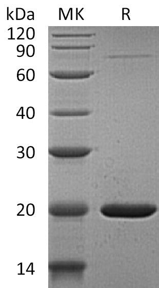 BL-0373NP: Greater than 95% as determined by reducing SDS-PAGE. (QC verified)