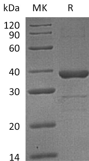 BL-0372NP: Greater than 95% as determined by reducing SDS-PAGE. (QC verified)