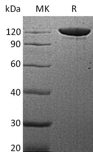 BL-1817NP: Greater than 95% as determined by reducing SDS-PAGE. (QC verified)