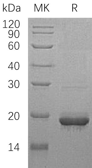 BL-0250NP: Greater than 95% as determined by reducing SDS-PAGE. (QC verified)