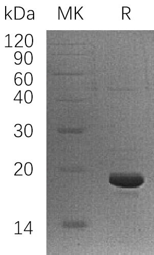 BL-0370NP: Greater than 90% as determined by reducing SDS-PAGE. (QC verified)