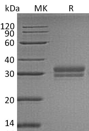 BL-0540NP: Greater than 95% as determined by reducing SDS-PAGE. (QC verified)