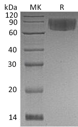 BL-0539NP: Greater than 95% as determined by reducing SDS-PAGE. (QC verified)