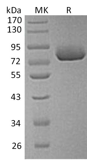 BL-0536NP: Greater than 95% as determined by reducing SDS-PAGE. (QC verified)