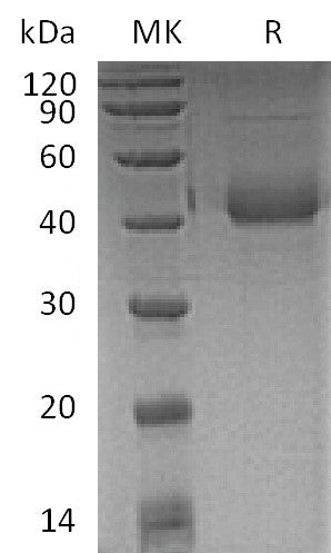 BL-0534NP: Greater than 95% as determined by reducing SDS-PAGE. (QC verified)