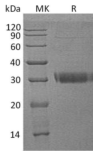 BL-0543NP: Greater than 90% as determined by reducing SDS-PAGE. (QC verified)