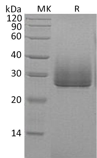 BL-0546NP: Greater than 95% as determined by reducing SDS-PAGE. (QC verified)