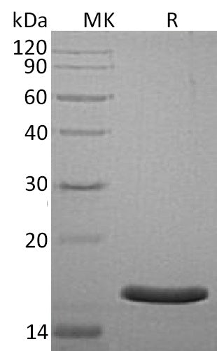 BL-0544NP: Greater than 95% as determined by reducing SDS-PAGE. (QC verified)