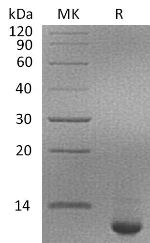 BL-0535NP: Greater than 95% as determined by reducing SDS-PAGE. (QC verified)