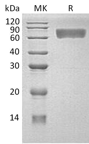 BL-0533NP: Greater than 95% as determined by reducing SDS-PAGE. (QC verified)