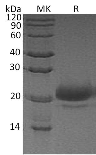 BL-0542NP: Greater than 95% as determined by reducing SDS-PAGE. (QC verified)