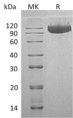 BL-0532NP: Greater than 95% as determined by reducing SDS-PAGE. (QC verified)