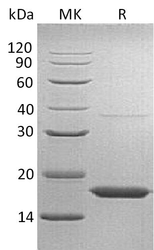 BL-0537NP: Greater than 95% as determined by reducing SDS-PAGE. (QC verified)