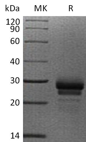 BL-0538NP: Greater than 95% as determined by reducing SDS-PAGE. (QC verified)