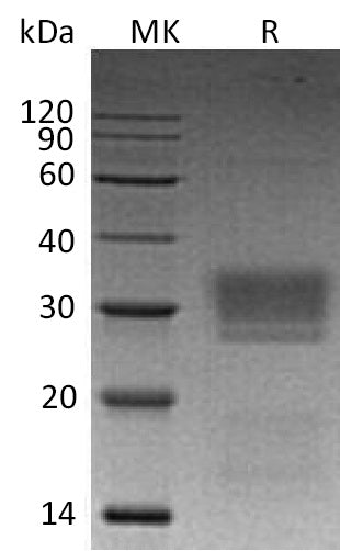 BL-0511NP: Greater than 95% as determined by reducing SDS-PAGE. (QC verified)